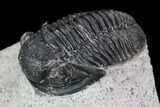Gerastos Trilobite Fossil - Morocco #87570-2